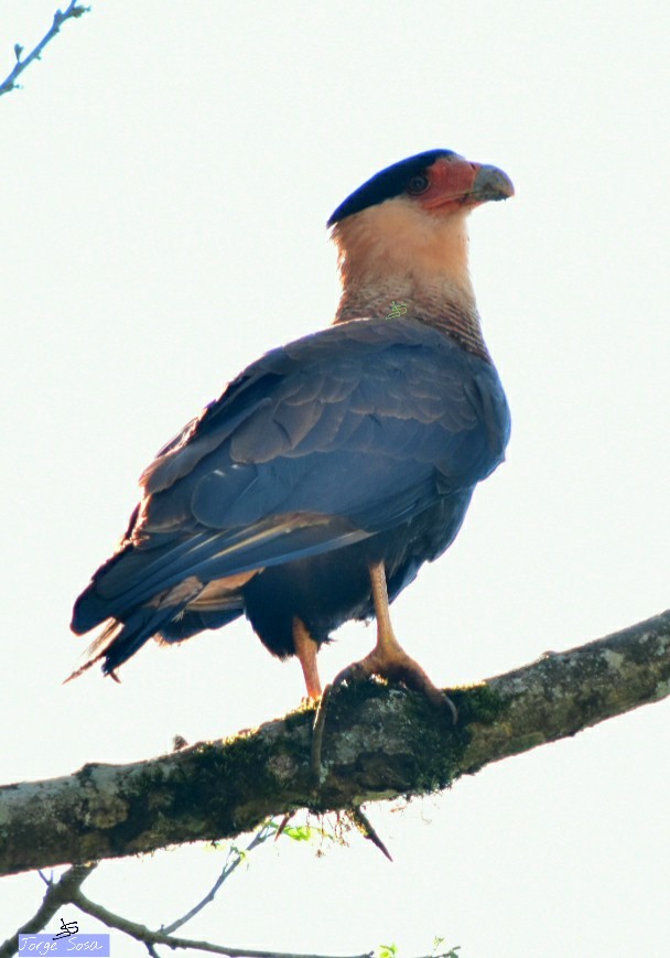 Crested Caracara (Southern) - ML264181501