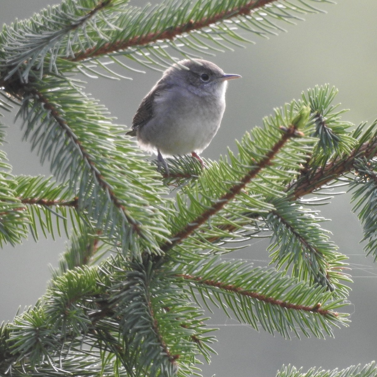 House Wren - ML264182011