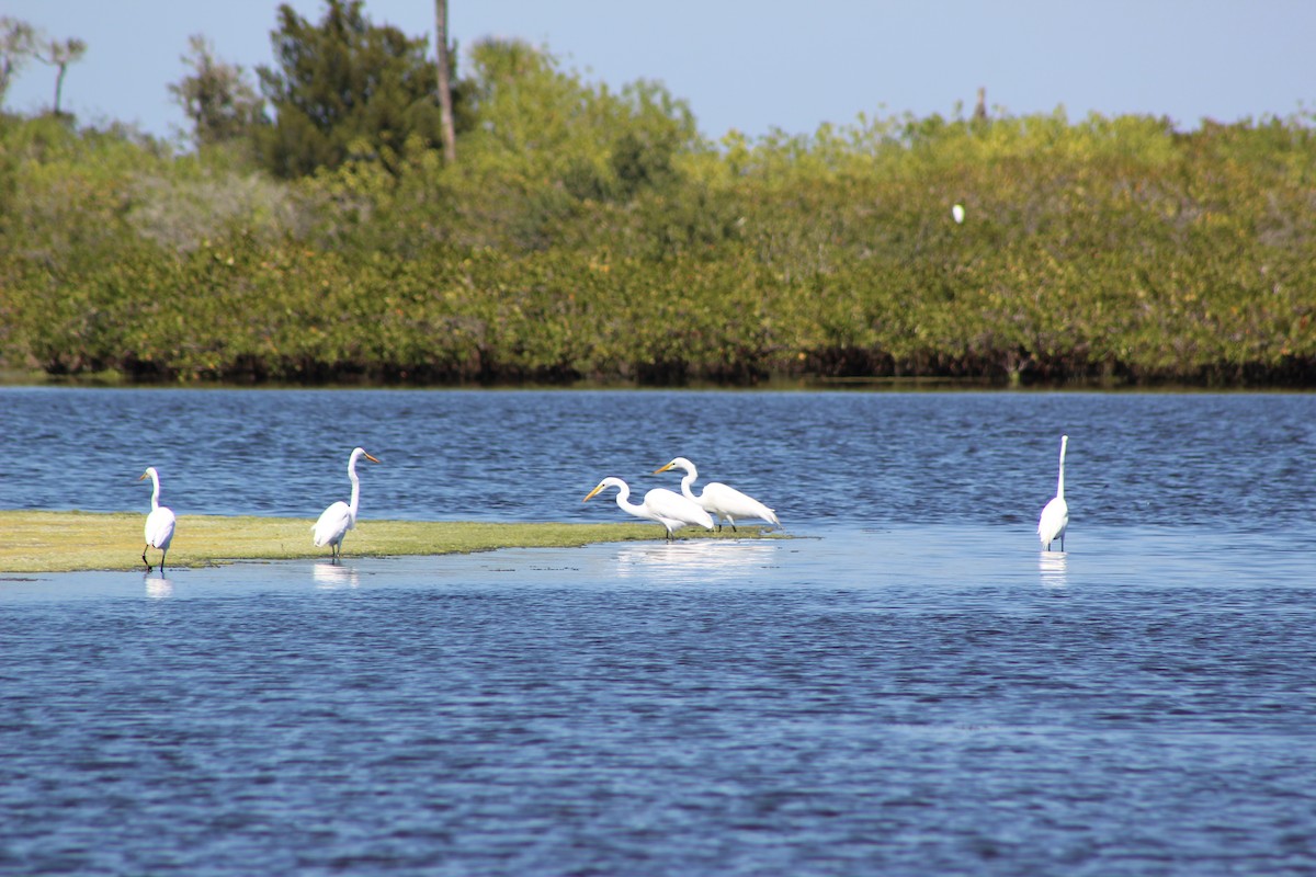 Great Egret - ML26418231