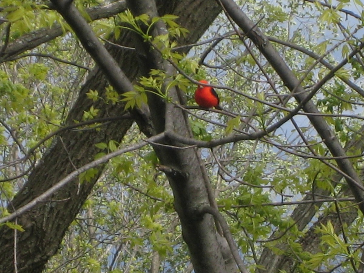 Scarlet Tanager - ML264183431