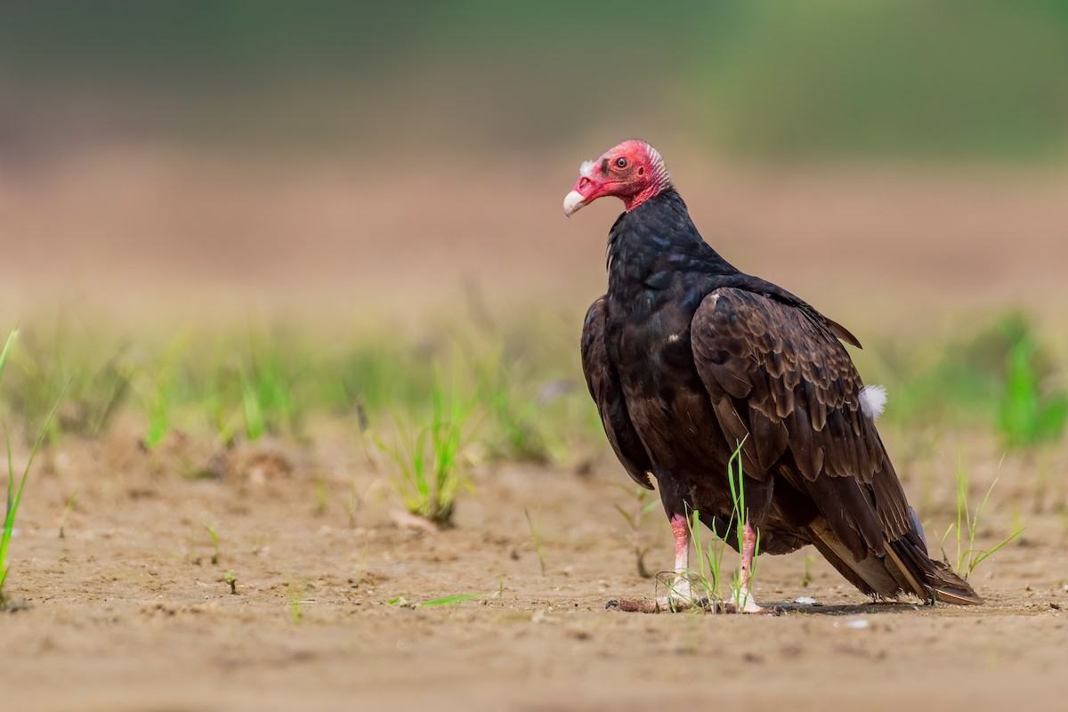Turkey Vulture - Giovan Alex