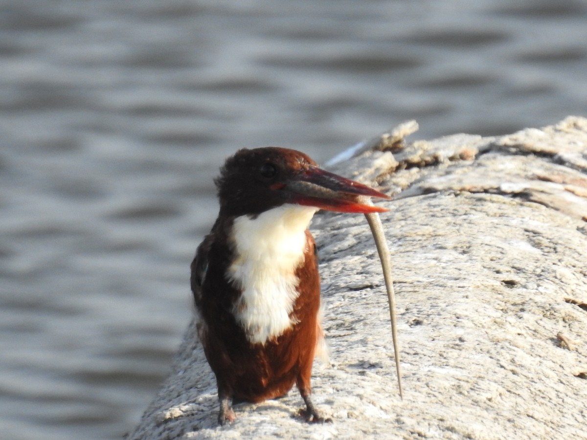 White-throated Kingfisher - ML264184321