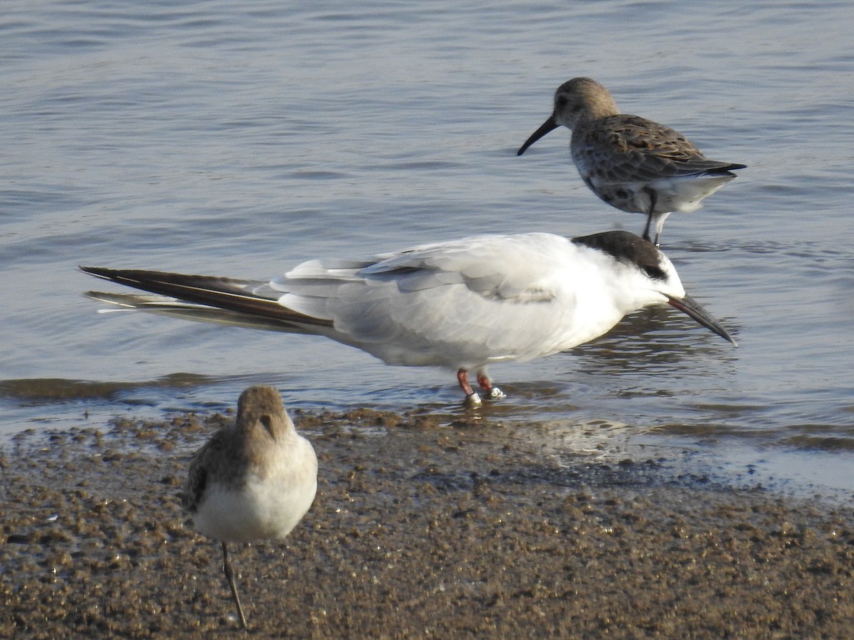 Common Tern - ML264184461