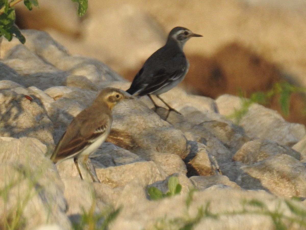 Citrine Wagtail - Uri Almog Gabay