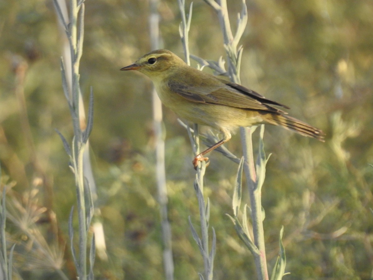 Willow Warbler - ML264187231