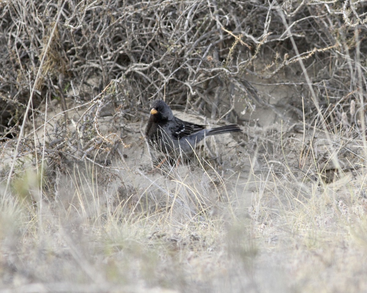 Mourning Sierra Finch - ML264187411