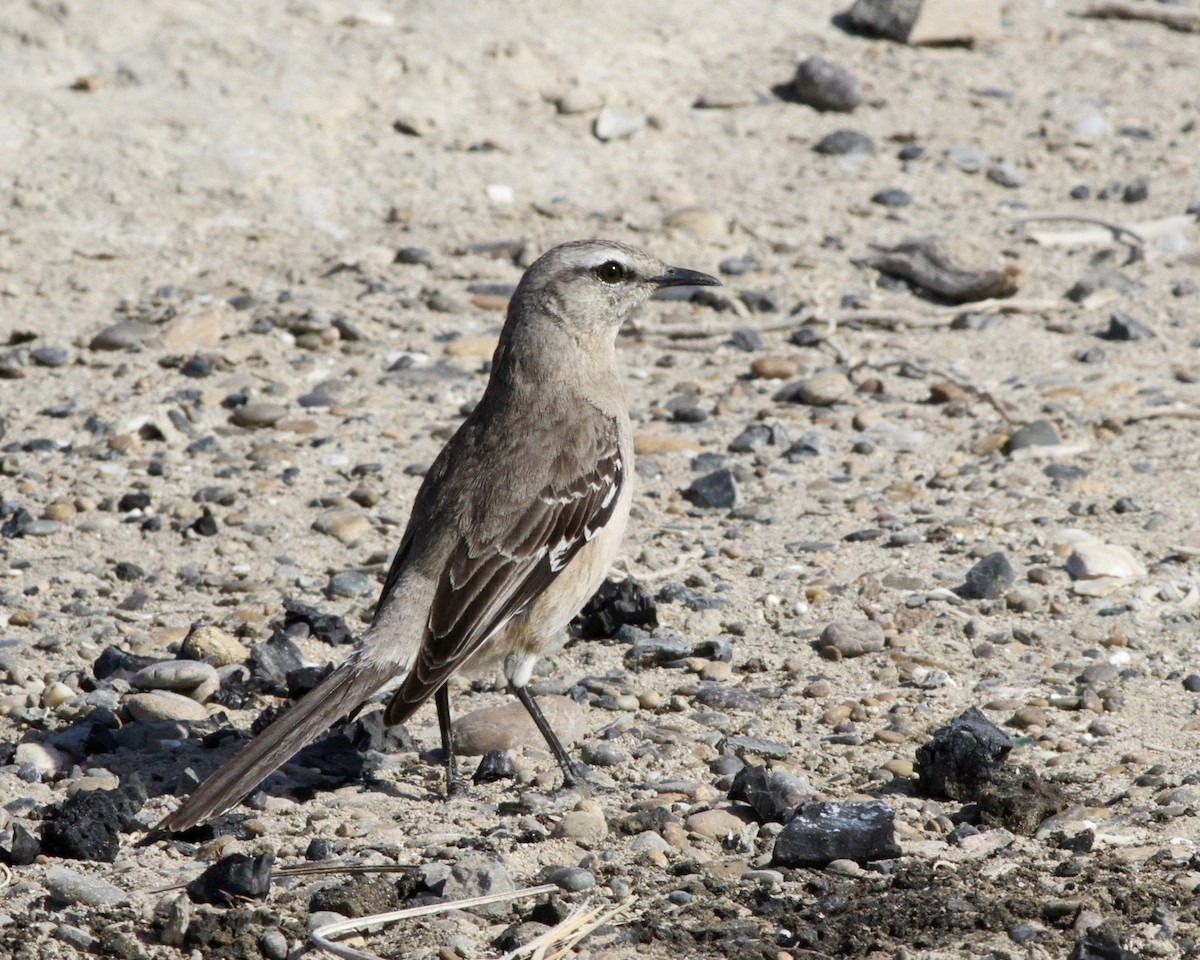 Patagonian Mockingbird - ML264187601