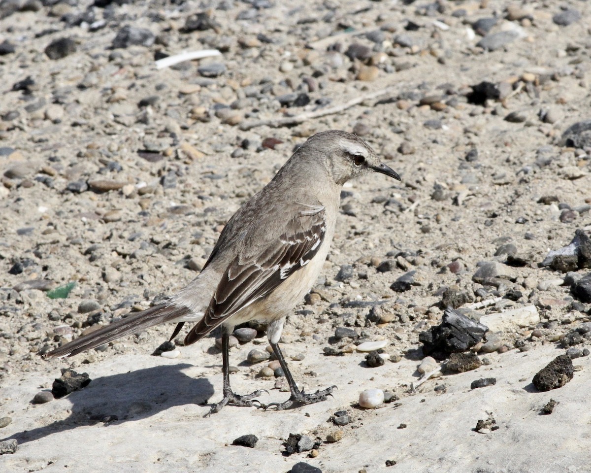 Patagonian Mockingbird - ML264187621