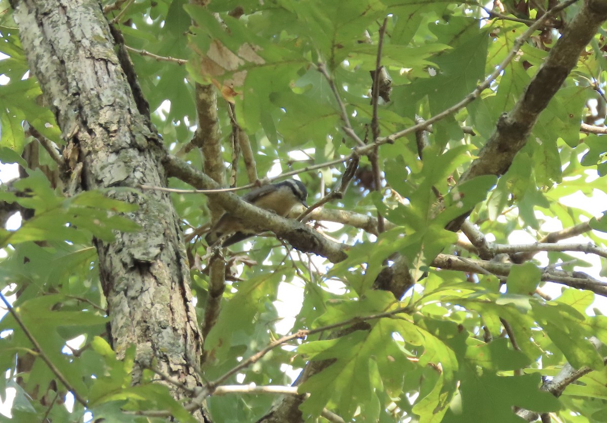 Red-breasted Nuthatch - ML264187811