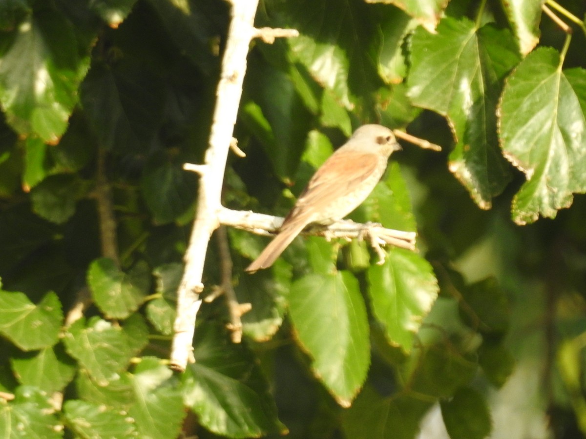 Red-backed Shrike - Uri Almog Gabay