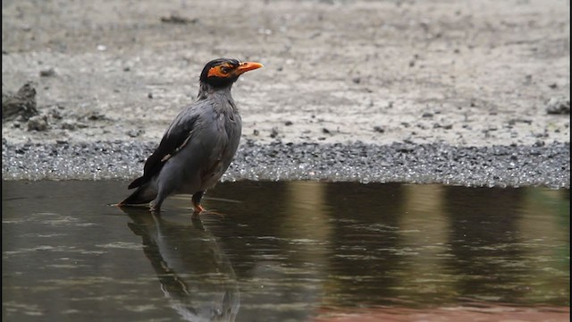 Bank Myna - ML264188671