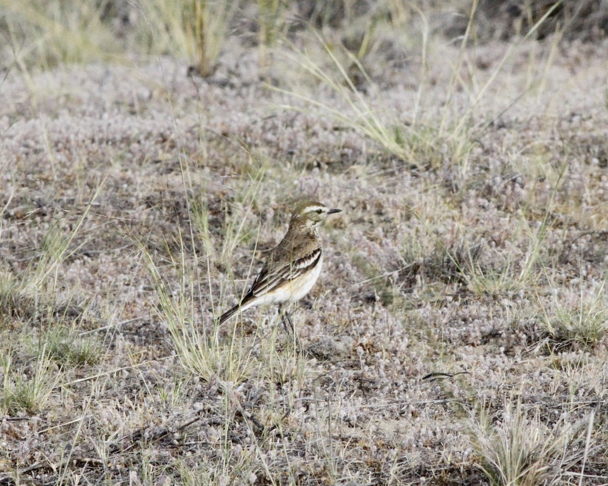 Rusty-backed Monjita - Sam Shaw