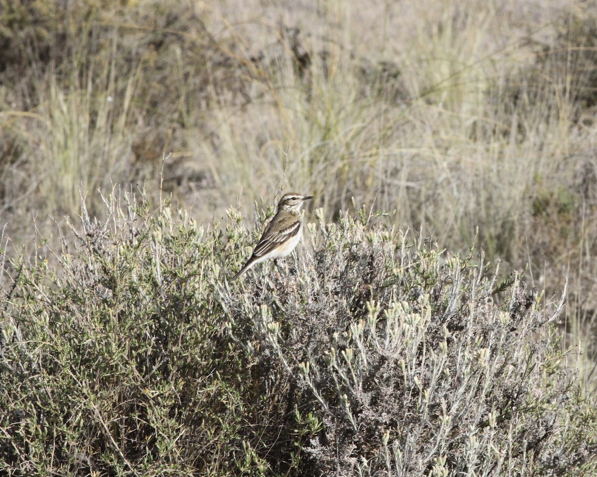 Rusty-backed Monjita - ML264188721