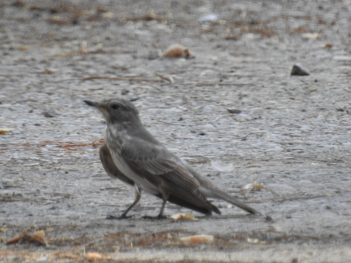 Spotted Flycatcher - ML264188801