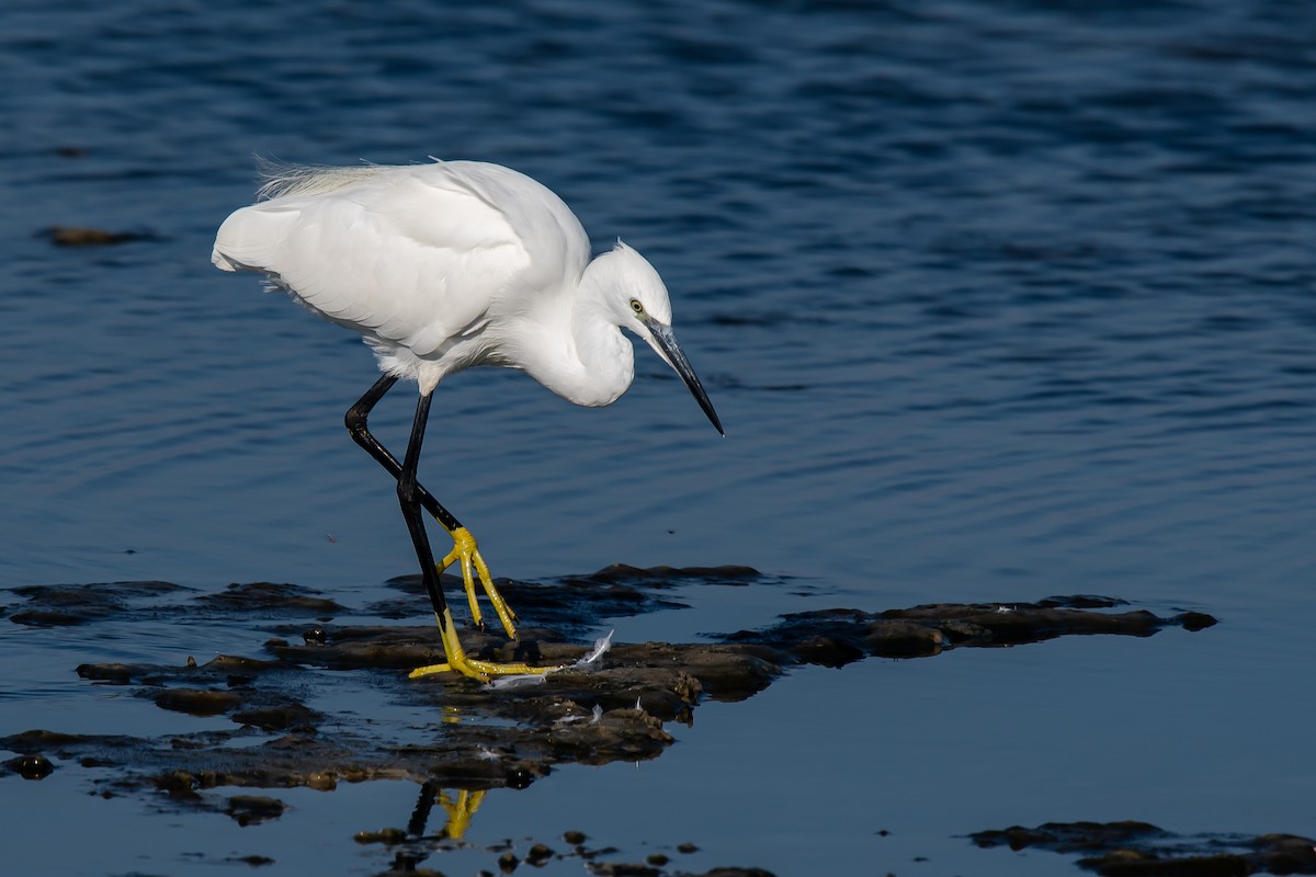 Little Egret - Giuseppe Citino