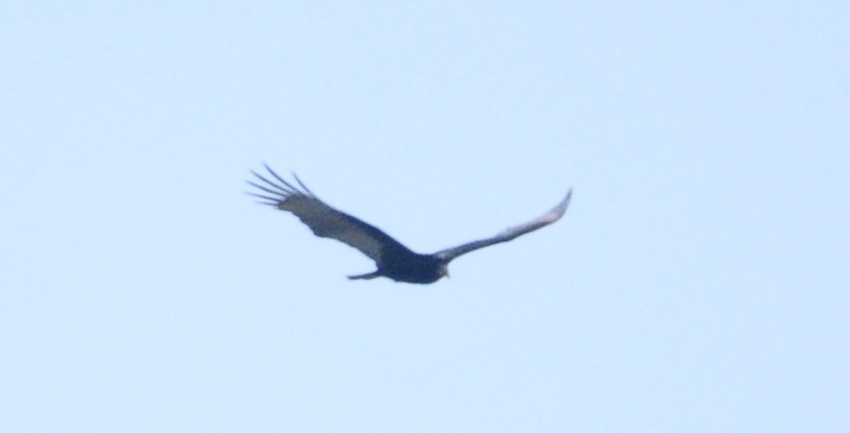 Lesser Yellow-headed Vulture - Luis Parravicini
