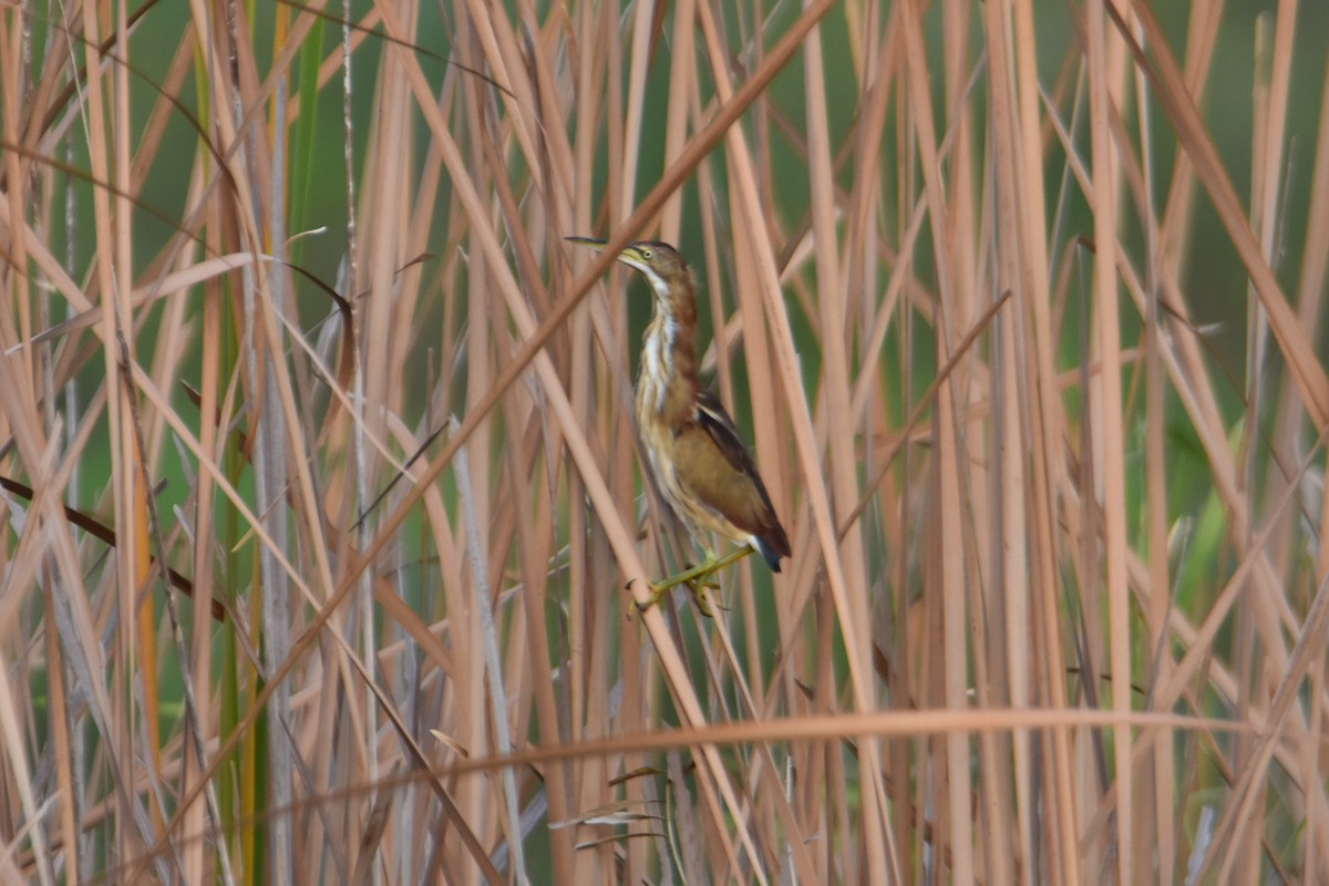 Least Bittern - ML264191611