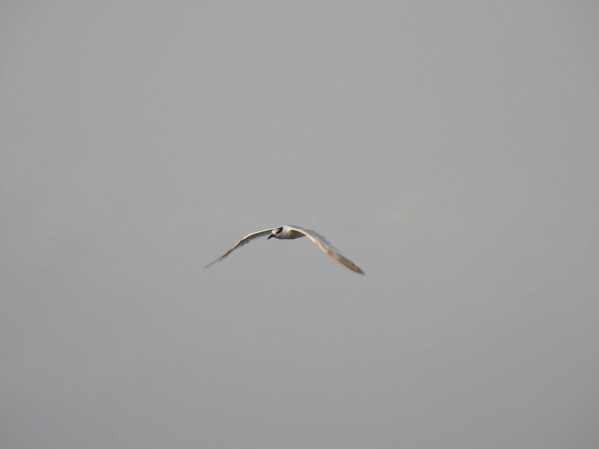 tern sp. - Uri Almog Gabay