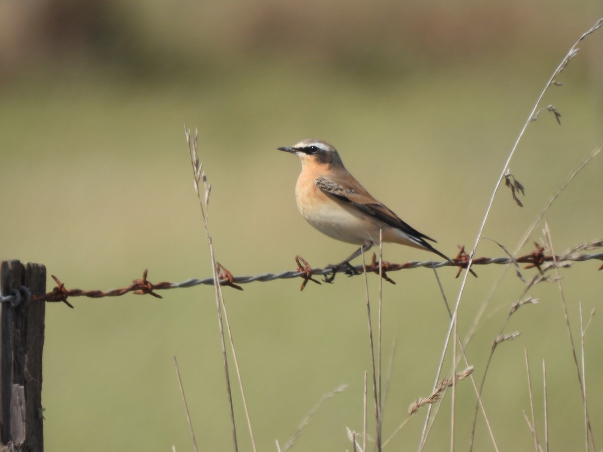 bělořit šedý - ML264193791