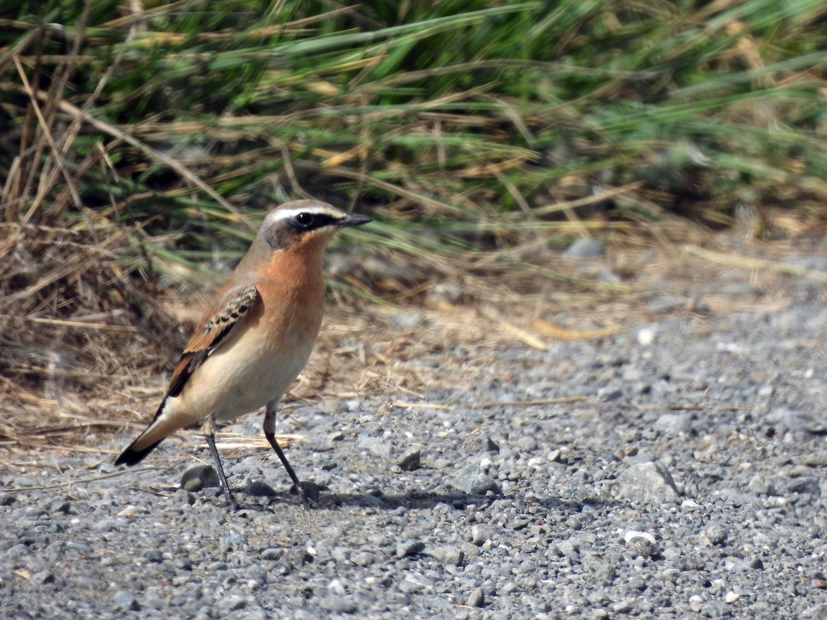 Northern Wheatear - ML264193831