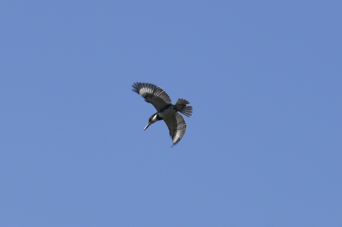 Belted Kingfisher - ML264193891