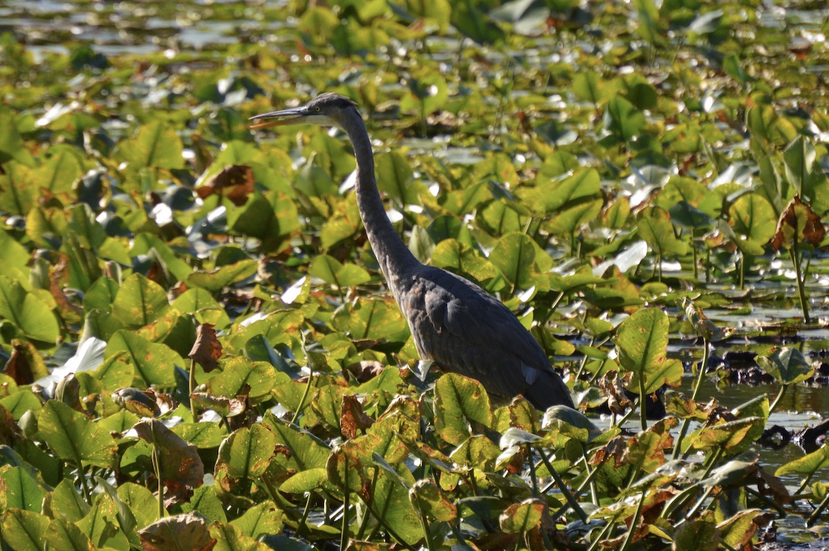 Great Blue Heron - Jessica Chapman