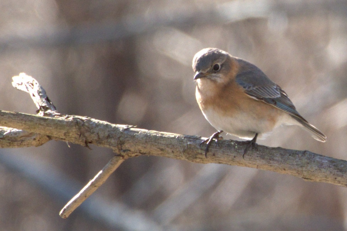 Eastern Bluebird - ML264194941