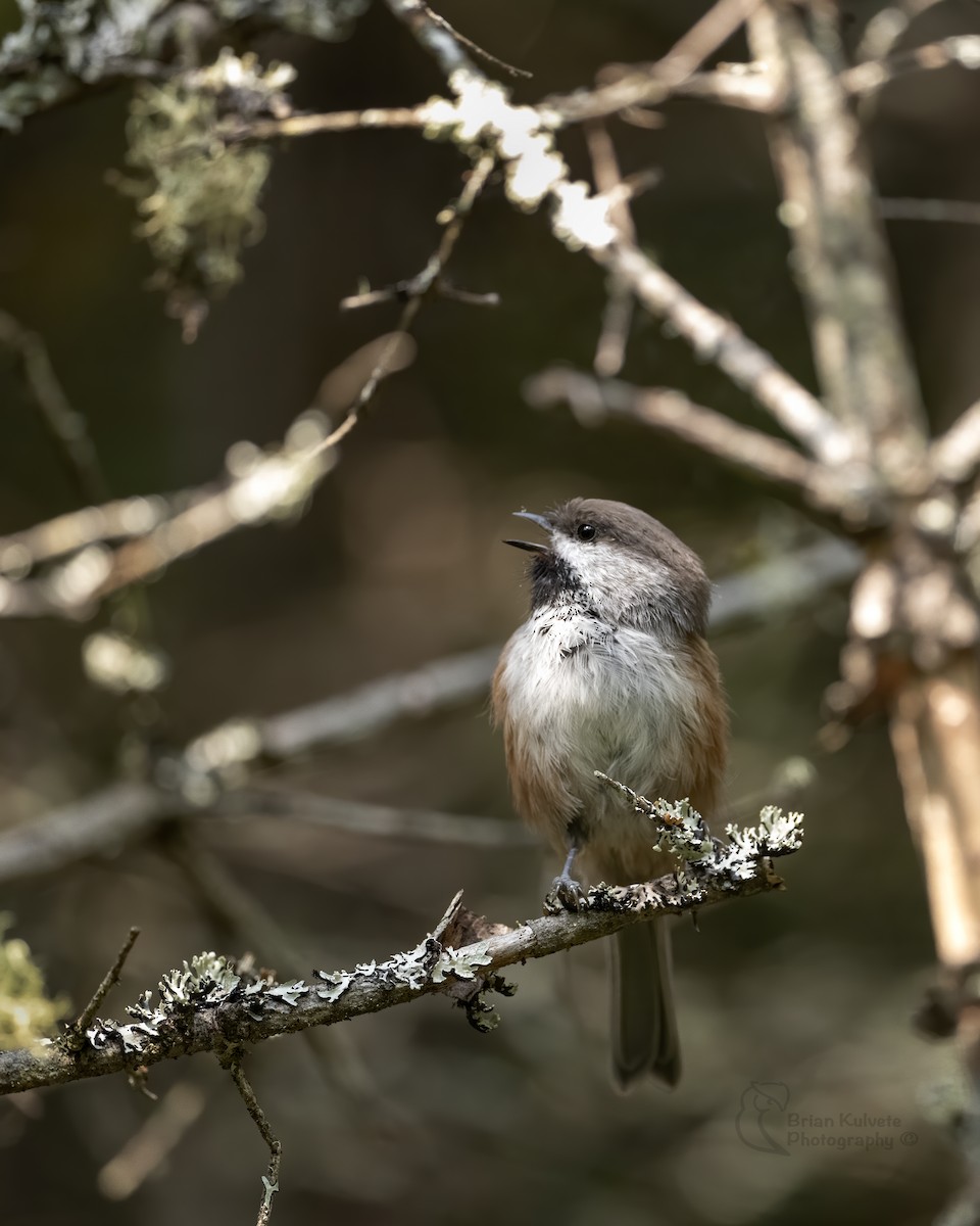 Mésange à tête brune - ML264195021