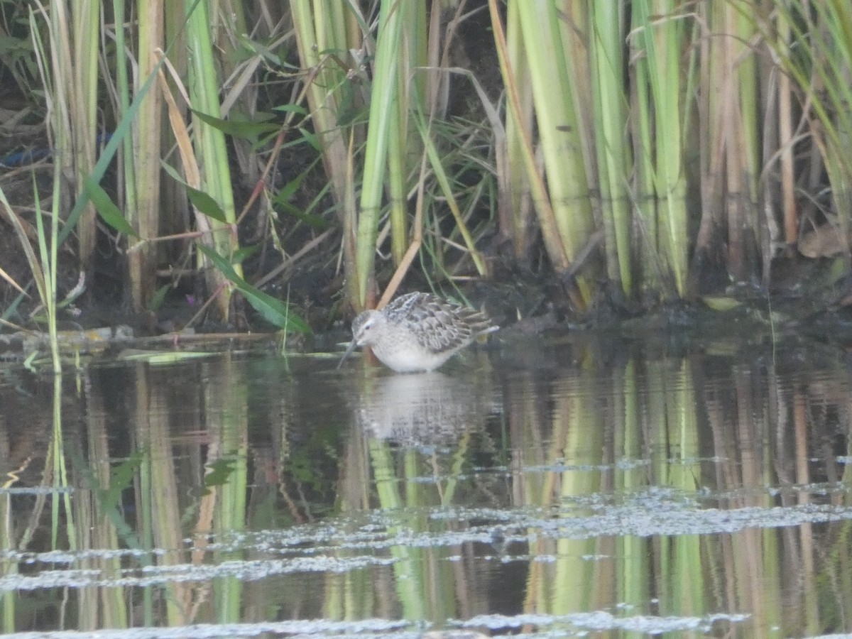 Stilt Sandpiper - ML264197941