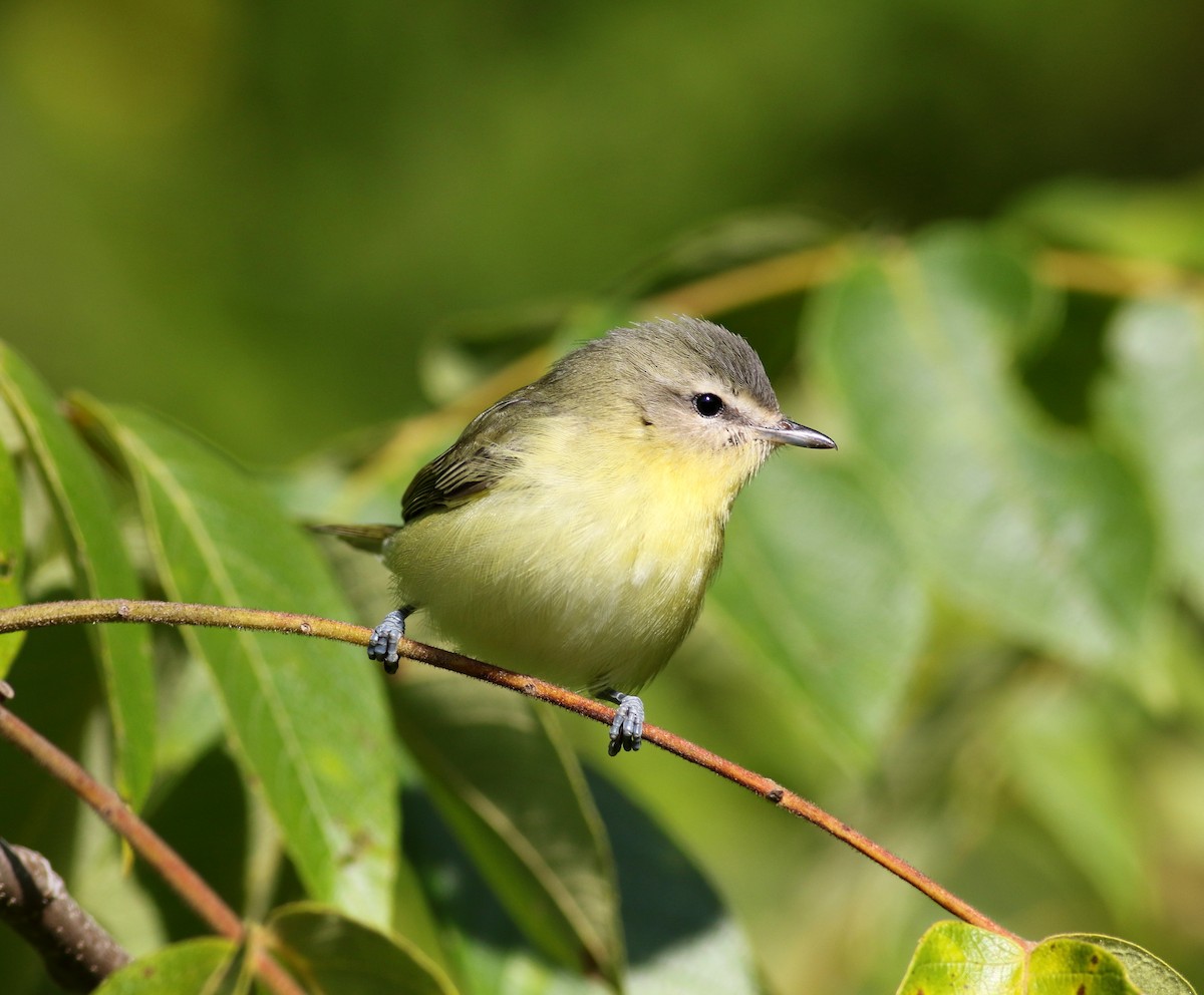 Philadelphia Vireo - ML264199921