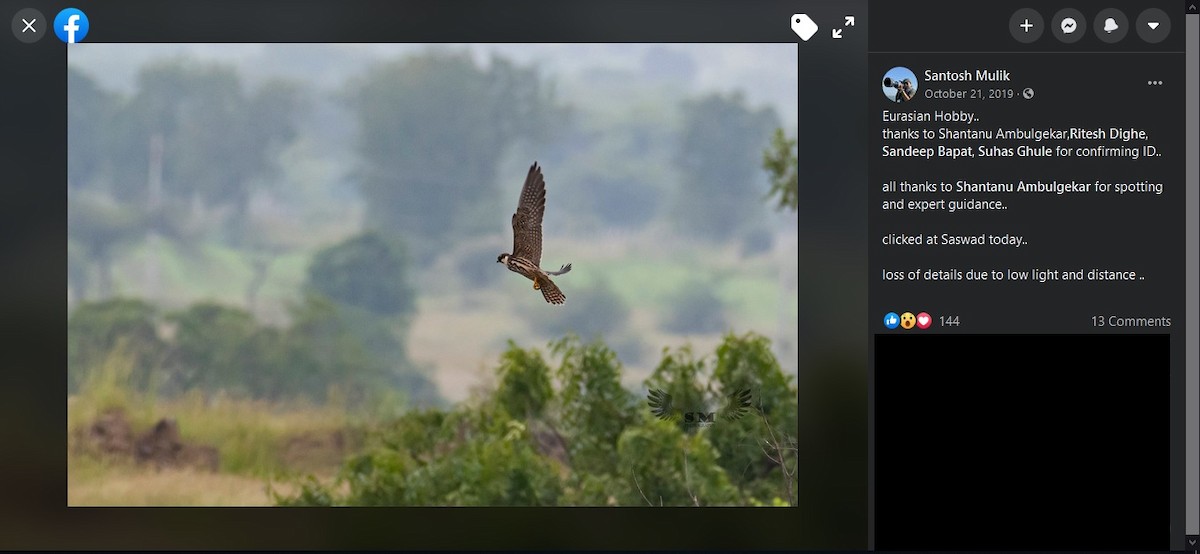 Eurasian Hobby - ML264200141