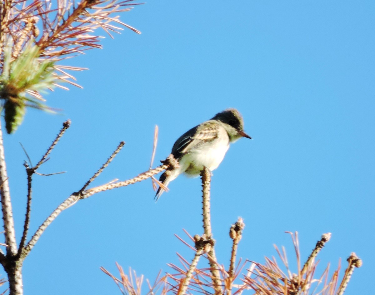 Eastern Wood-Pewee - Thomas Williams