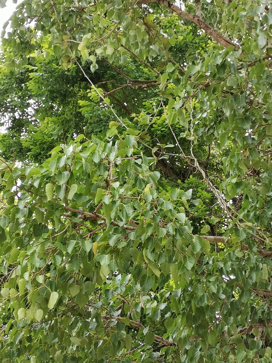 Blossom-headed Parakeet - ML264200481