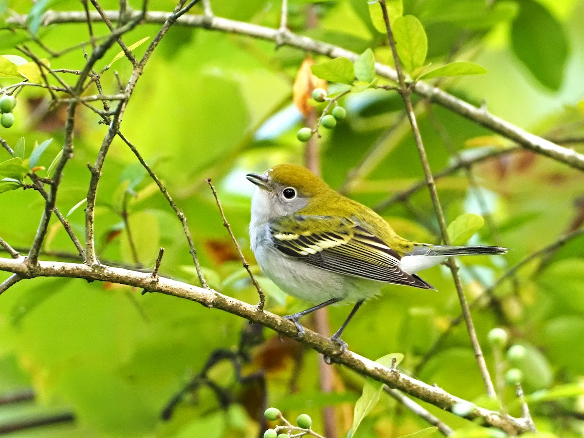 Chestnut-sided Warbler - ML264200891