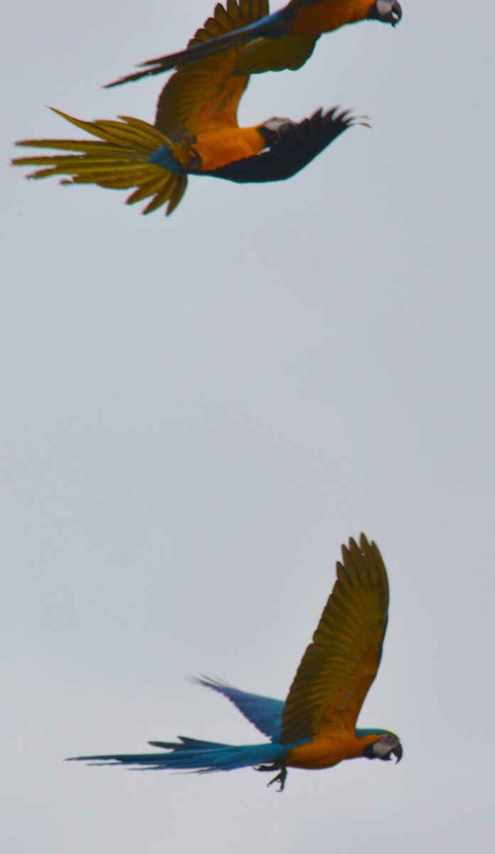 Blue-and-yellow Macaw - ML26420511