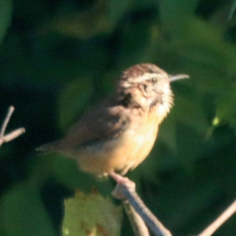 Carolina Wren - Kalpesh Krishna