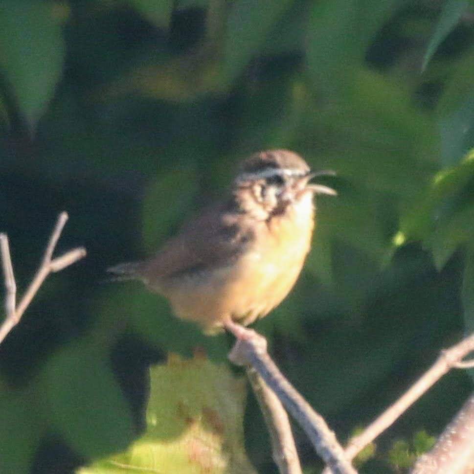 Carolina Wren - Kalpesh Krishna
