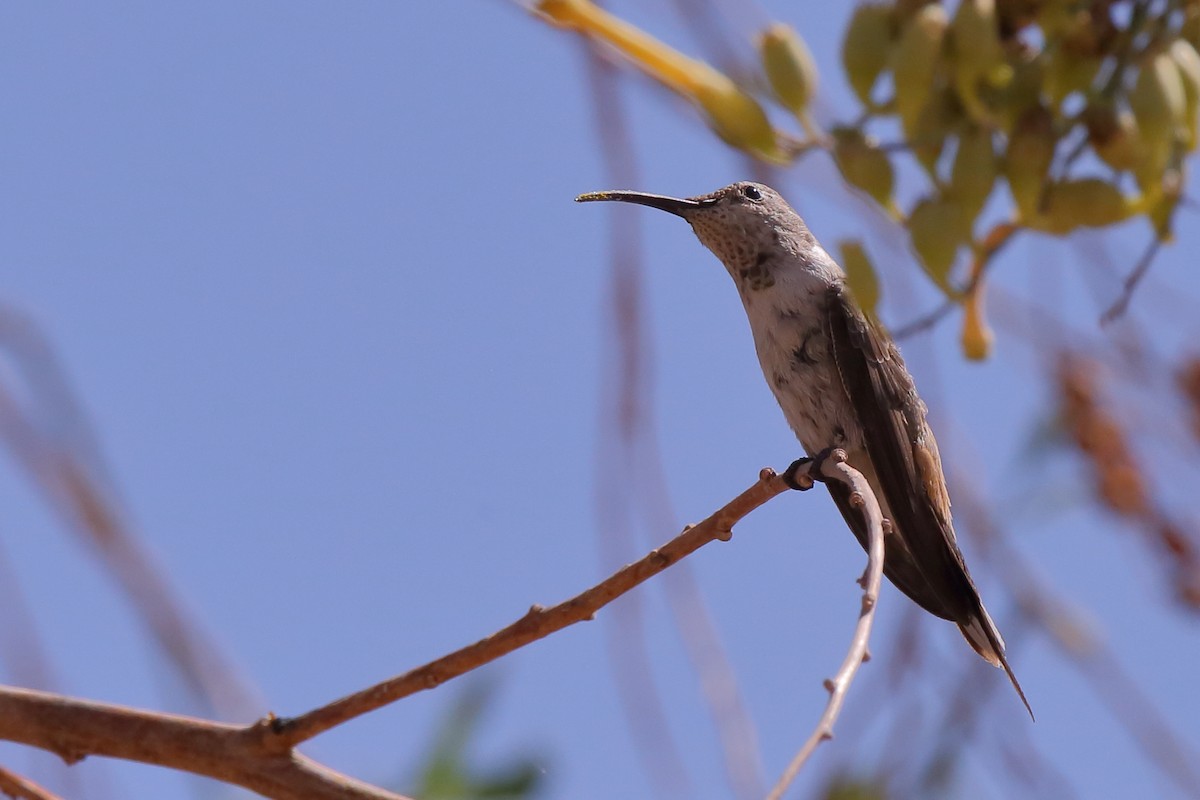 Oasis Hummingbird - Juan Figueroa Castillo