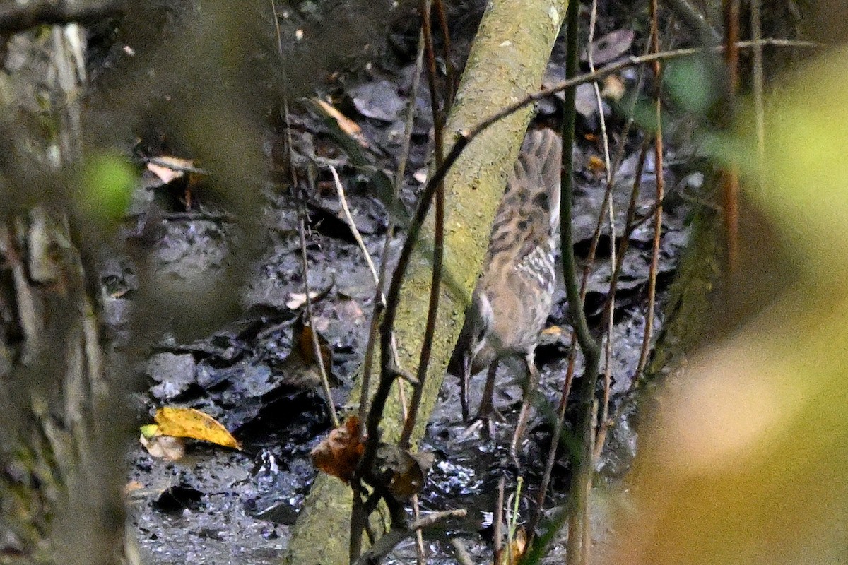 Water Rail - ML264208721