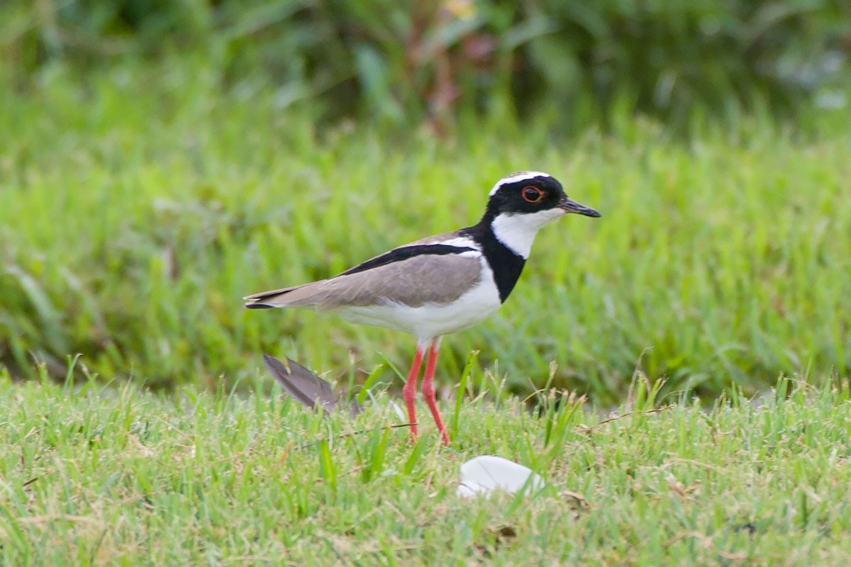 Pied Plover - ML264209471