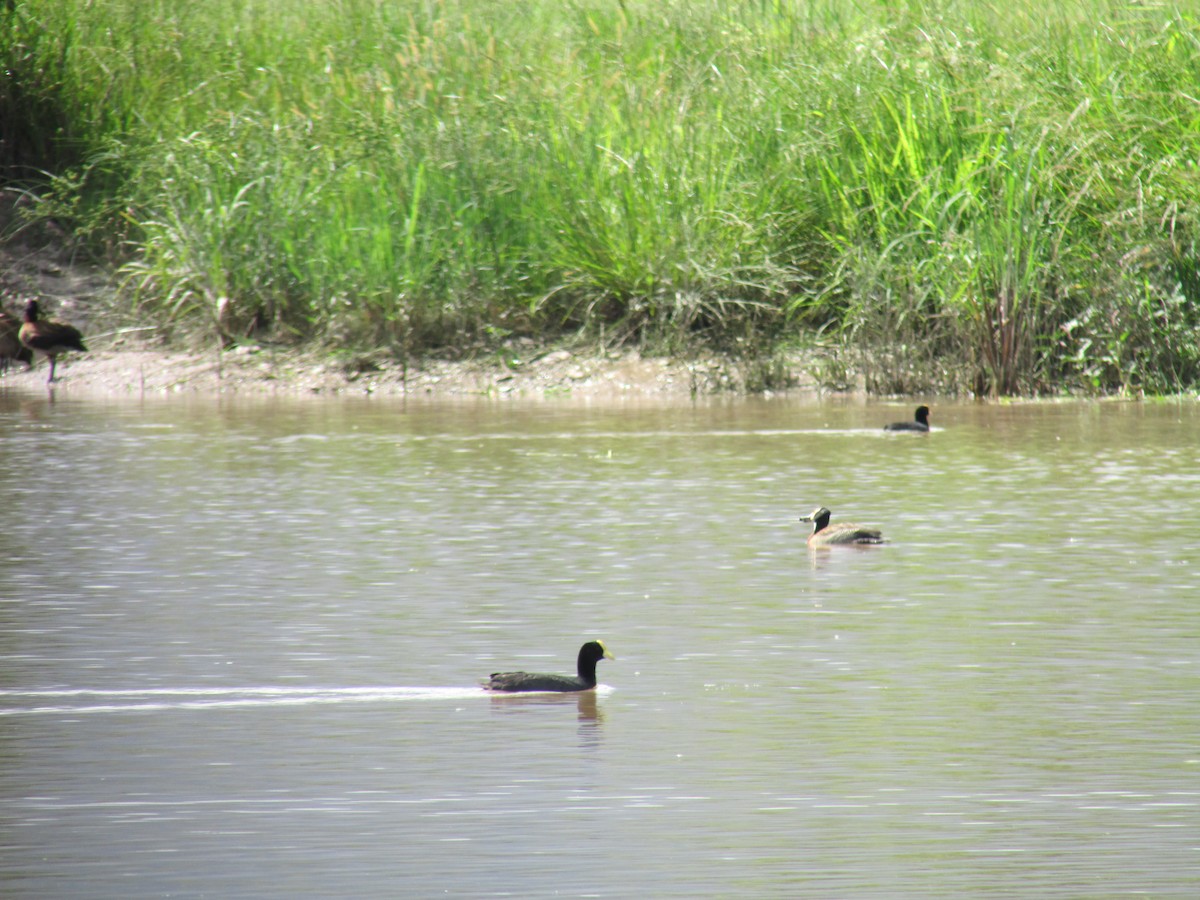 White-winged Coot - ML264209681