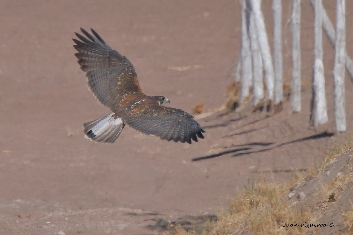 Variable Hawk - Juan Figueroa Castillo