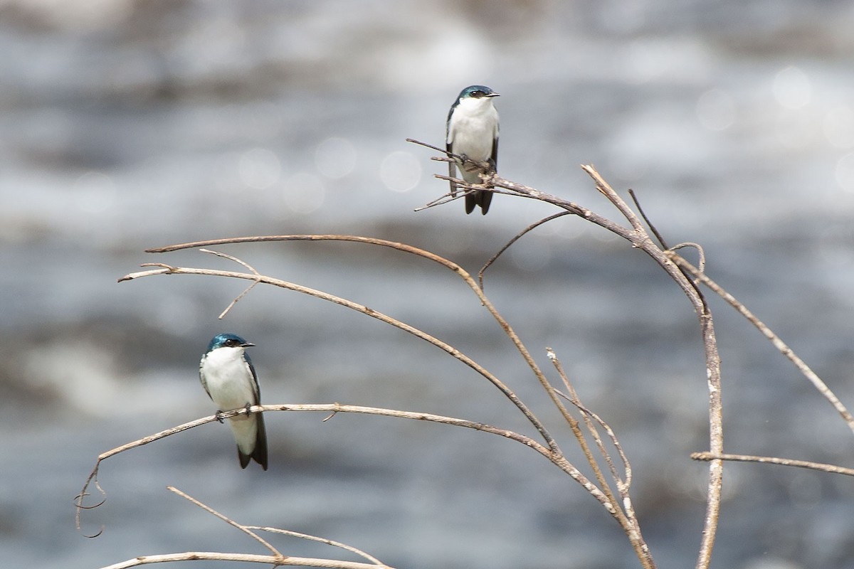 White-winged Swallow - ML264210561