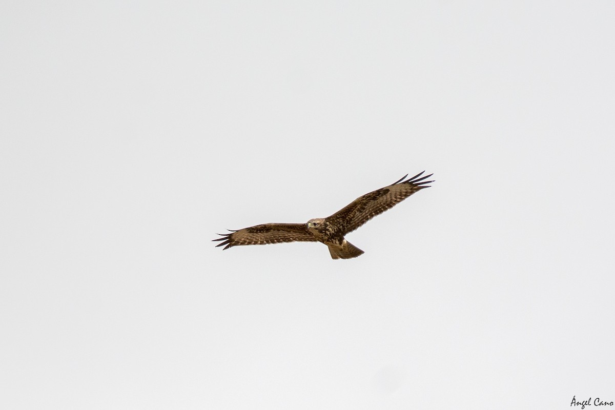 Common Buzzard (Western) - Ángel Cano