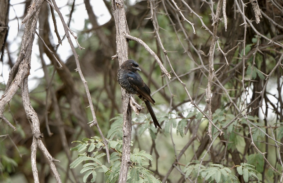 Fork-tailed Drongo (Clancey's) - ML264211761