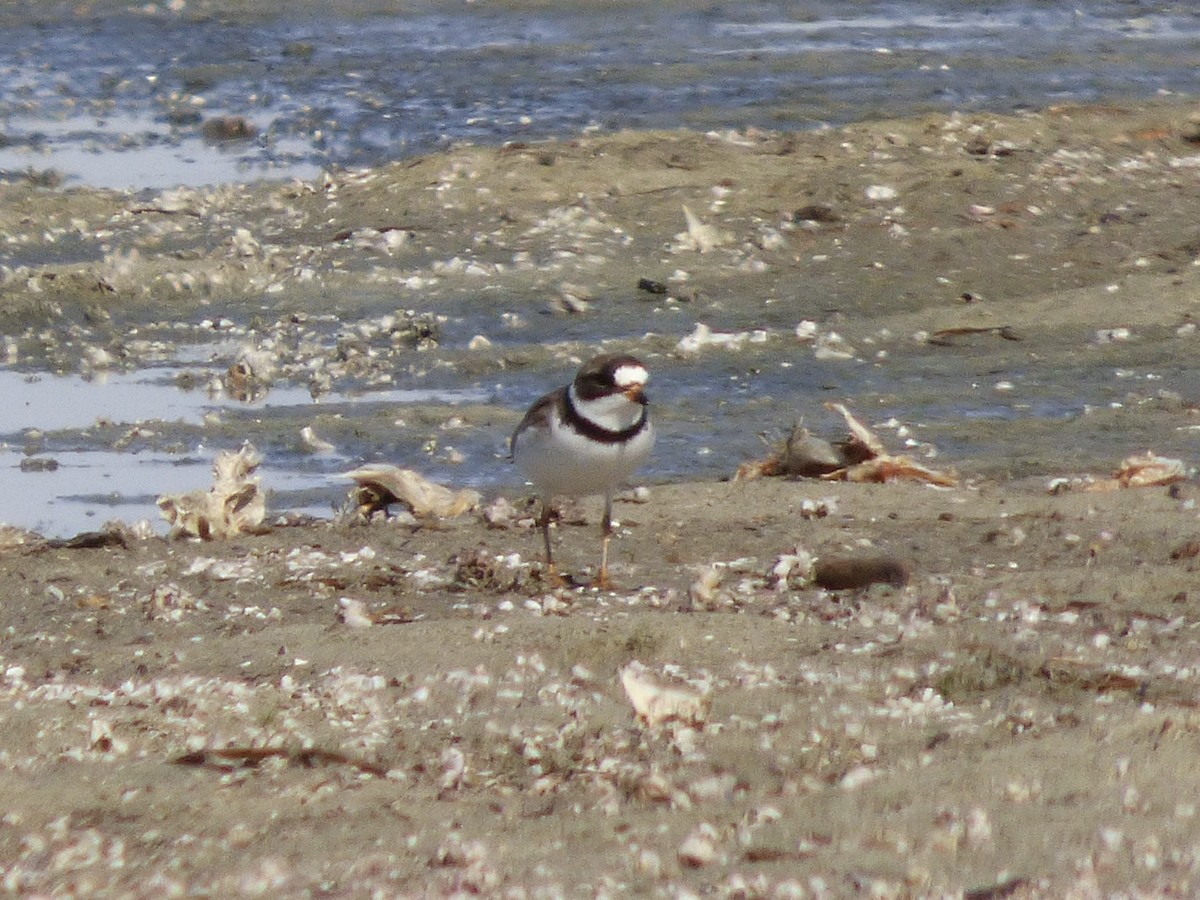 Semipalmated Plover - ML26421191