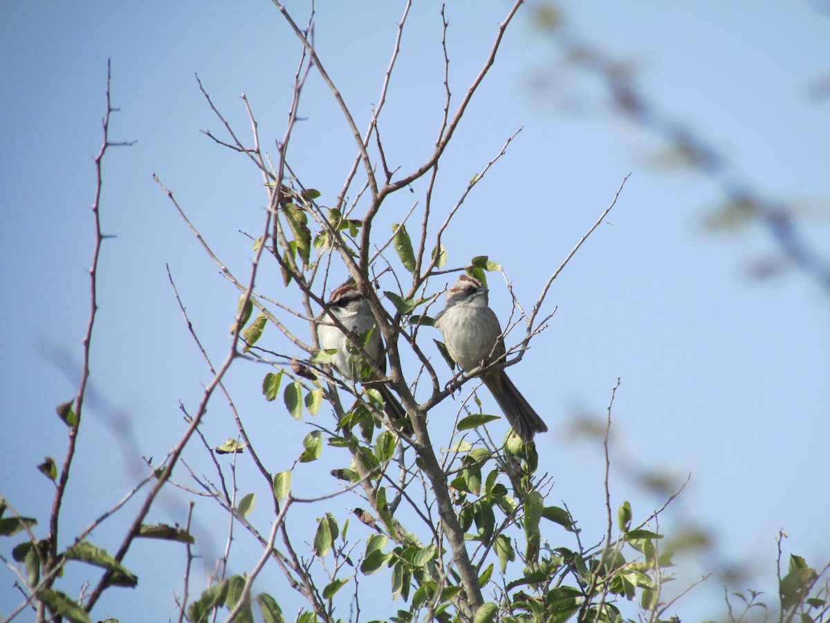 Yungas Sparrow - Miguel  C