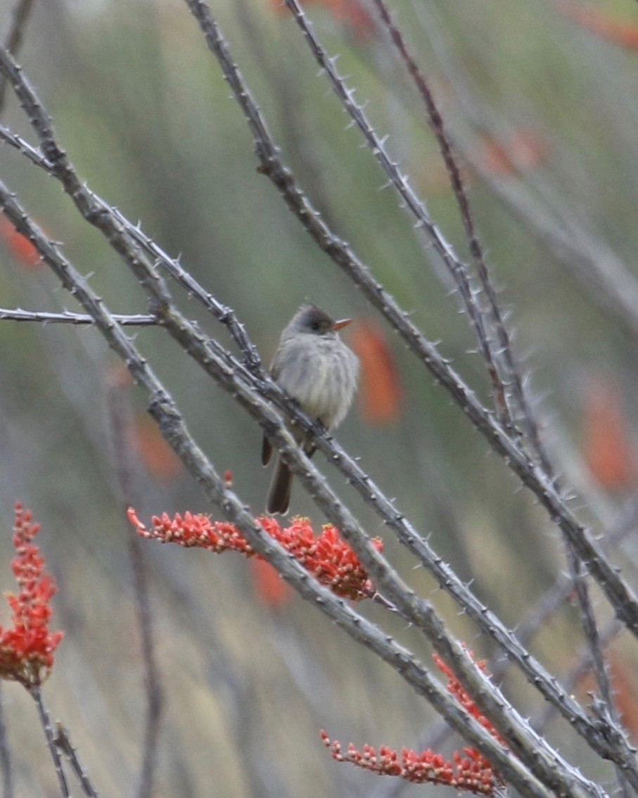 Greater Pewee - ML26421491