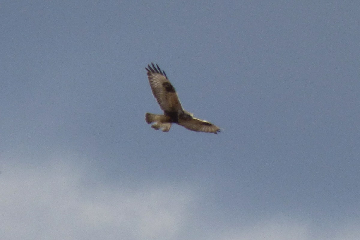 Rough-legged Hawk - ML26421961