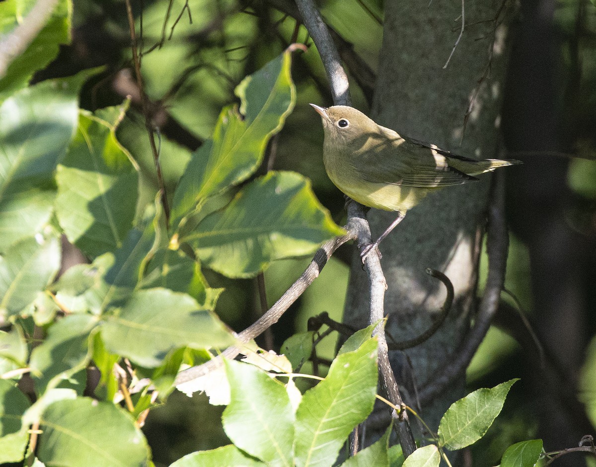 Connecticut Warbler - Neil Dowling